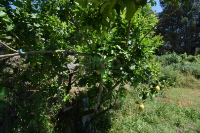 Terreno para Venda em Cantar-Galo e Vila do Carvalho