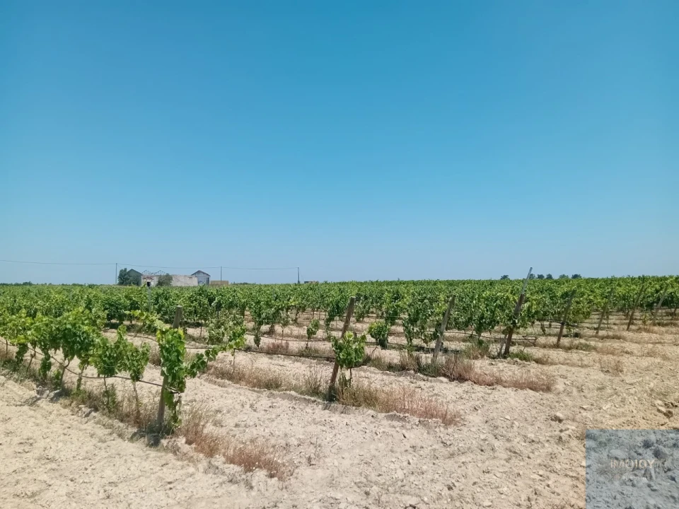 Terreno para Venda em Pegões Foto 1