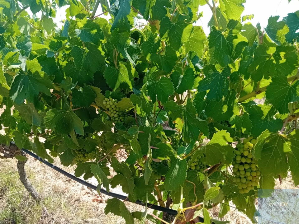 Terreno para Venda em Pegões Foto 2