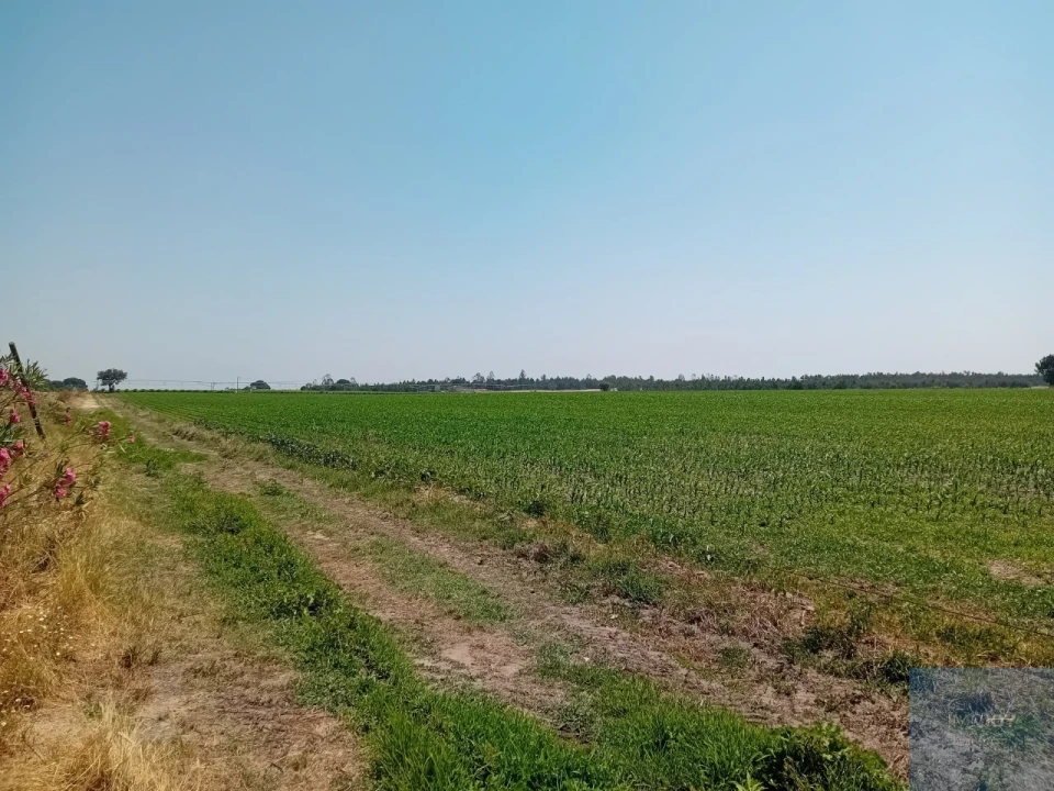 Terreno para Venda em Pegões Foto 11