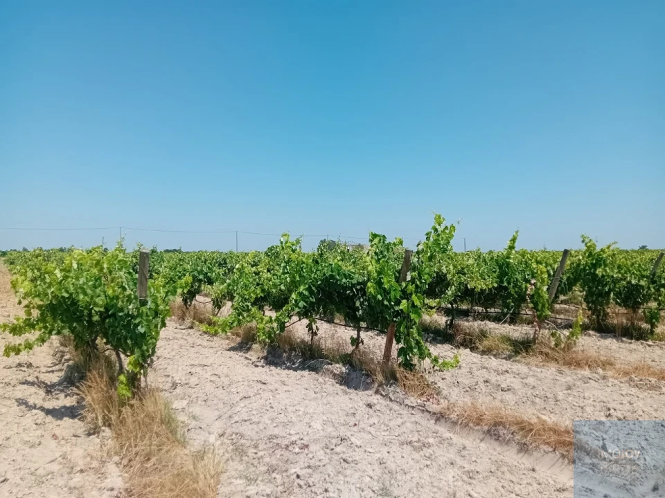 Terreno para Venda em Pegões Foto 12