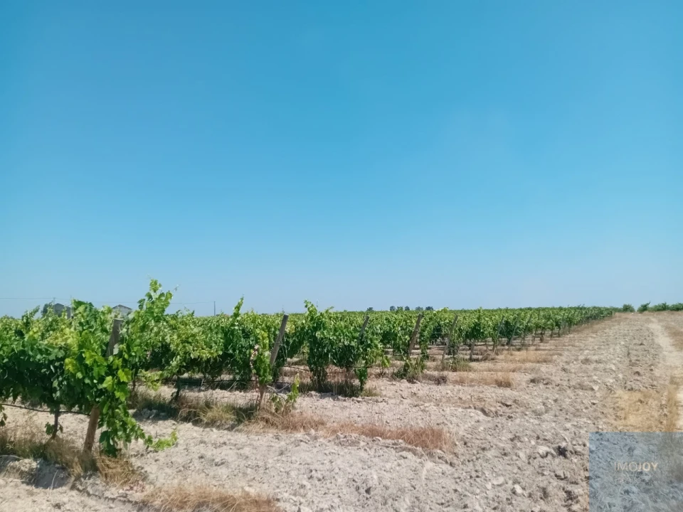 Terreno para Venda em Pegões Foto 13