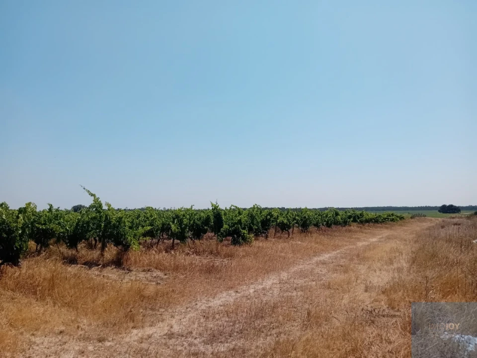 Terreno para Venda em Pegões Foto 16