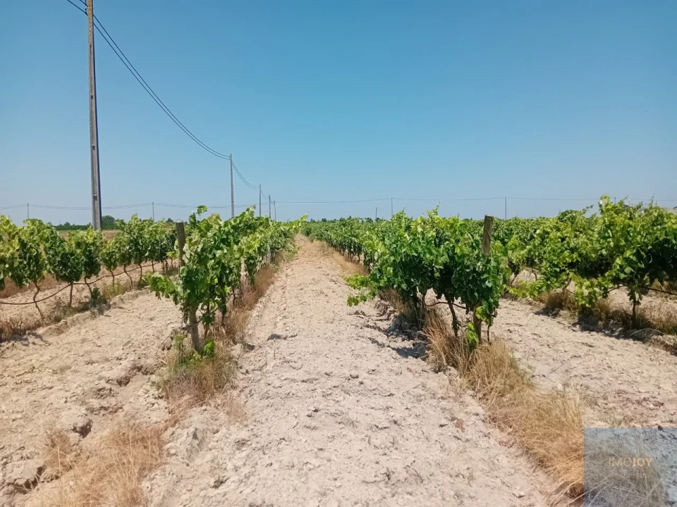 Terreno para Venda em Pegões Foto 19