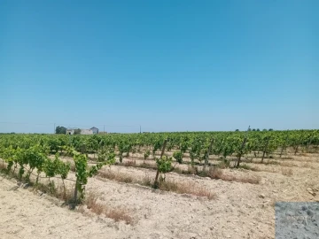 Terreno para Venda em Pegões