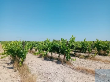 Terreno para Venda em Pegões