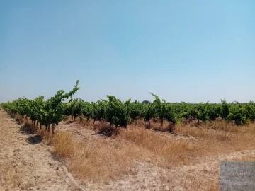 Terreno para Venda em Pegões