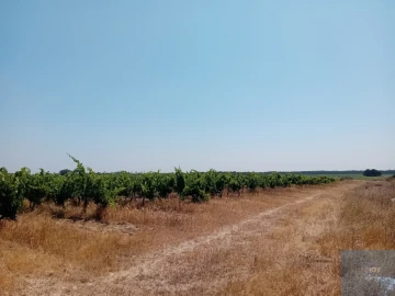 Terreno para Venda em Pegões