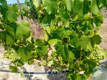 Terreno para Venda em Pegões