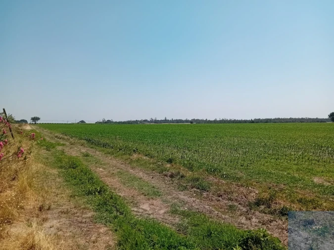 Terreno para Venda em Pegões Foto 11