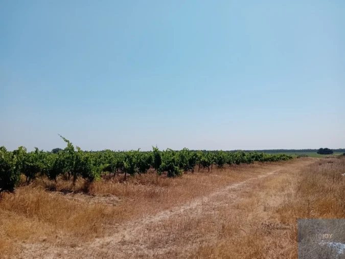 Terreno para Venda em Pegões Foto 16