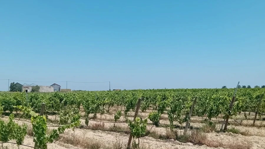 Terreno para Venda em Pegões