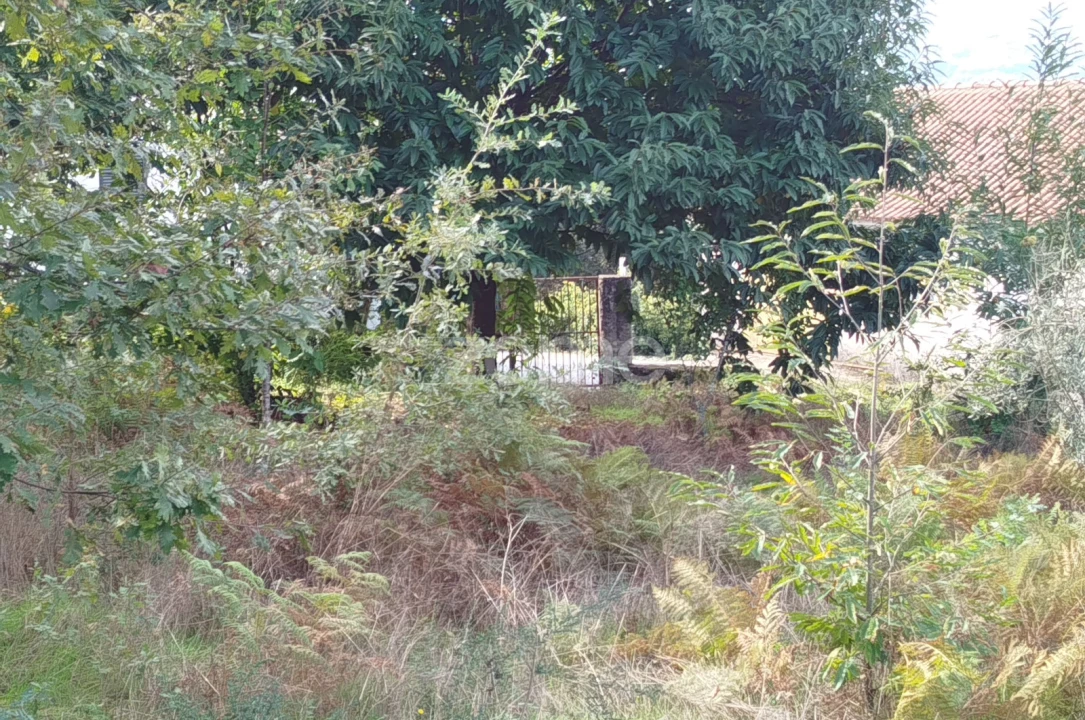 Terreno para Venda em Vilar de Besteiros e Mosteiro de Fráguas Foto 31