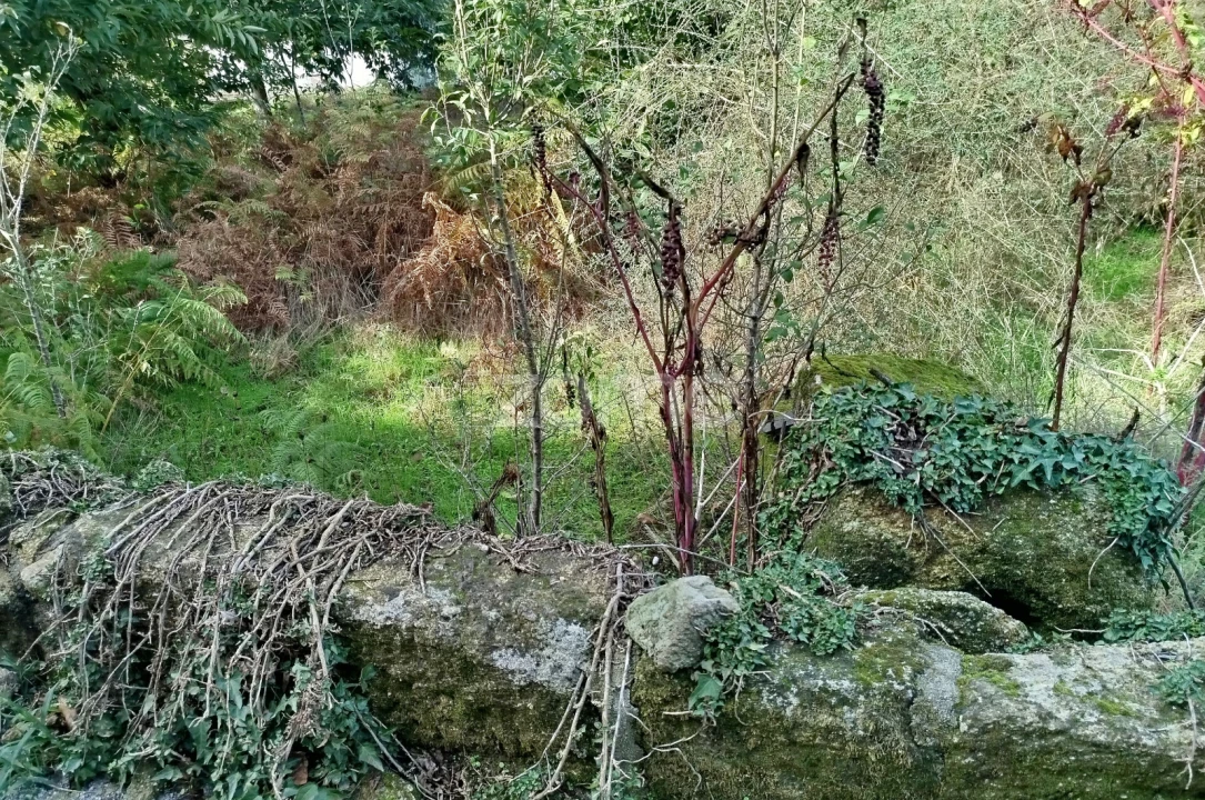 Terreno para Venda em Vilar de Besteiros e Mosteiro de Fráguas Foto 39