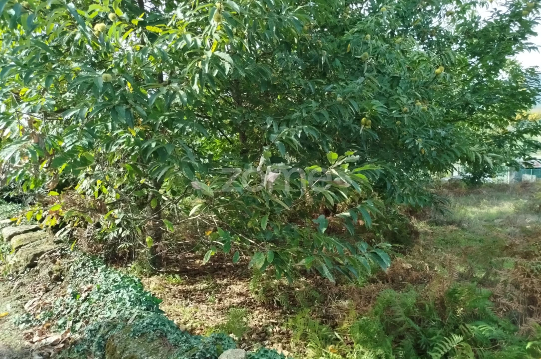 Terreno para Venda em Vilar de Besteiros e Mosteiro de Fráguas Foto 40