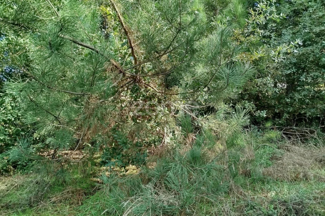 Terreno para Venda em Vilar de Besteiros e Mosteiro de Fráguas Foto 4
