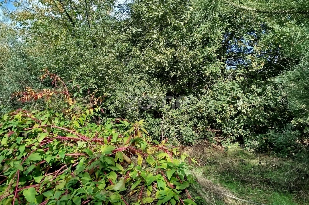 Terreno para Venda em Vilar de Besteiros e Mosteiro de Fráguas Foto 7