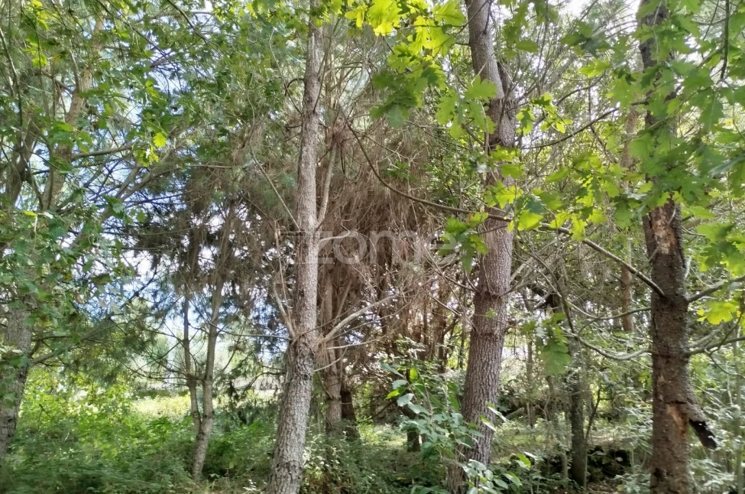 Terreno para Venda em Vilar de Besteiros e Mosteiro de Fráguas Foto 9