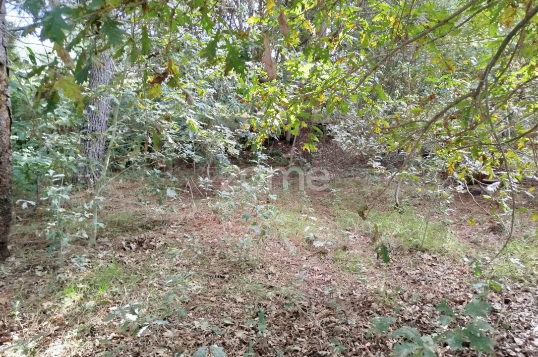 Terreno para Venda em Vilar de Besteiros e Mosteiro de Fráguas Foto 12