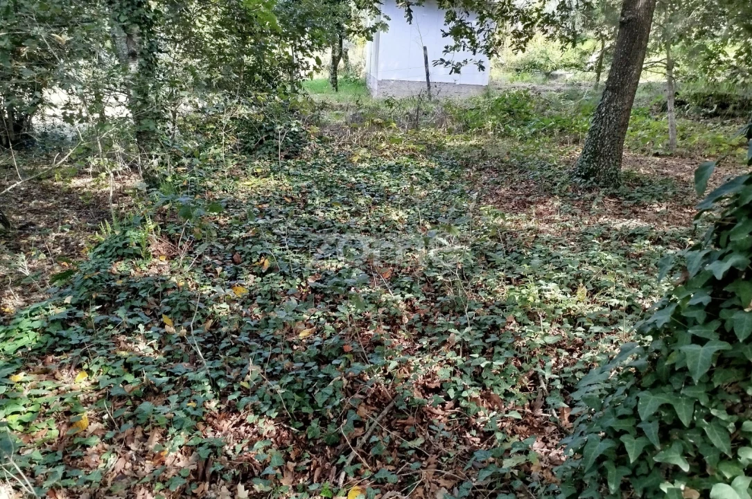 Terreno para Venda em Vilar de Besteiros e Mosteiro de Fráguas Foto 17