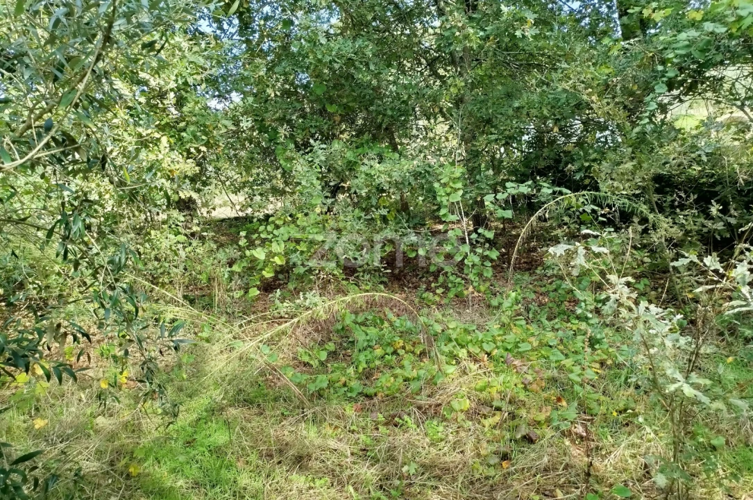Terreno para Venda em Vilar de Besteiros e Mosteiro de Fráguas Foto 18