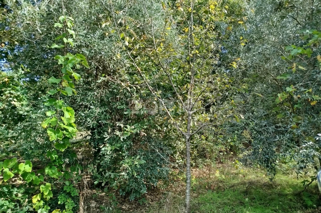 Terreno para Venda em Vilar de Besteiros e Mosteiro de Fráguas Foto 21