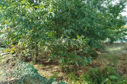 Terreno para Venda em Vilar de Besteiros e Mosteiro de Fráguas