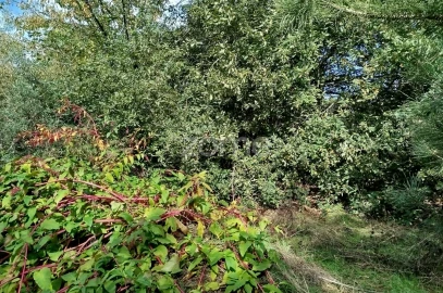 Terreno para Venda em Vilar de Besteiros e Mosteiro de Fráguas