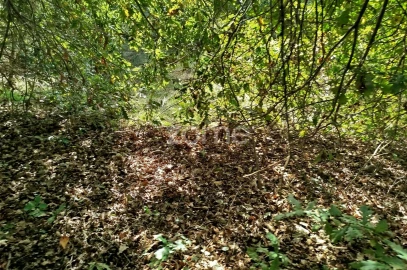 Terreno para Venda em Vilar de Besteiros e Mosteiro de Fráguas