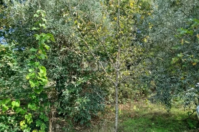 Terreno para Venda em Vilar de Besteiros e Mosteiro de Fráguas