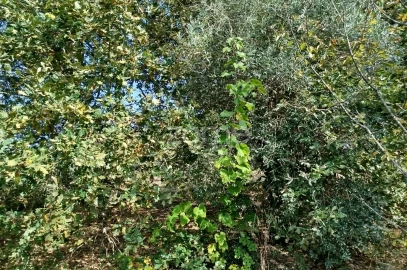 Terreno para Venda em Vilar de Besteiros e Mosteiro de Fráguas