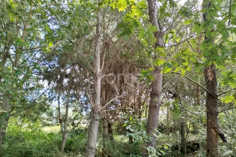 Terreno para Venda em Vilar de Besteiros e Mosteiro de Fráguas Foto 9