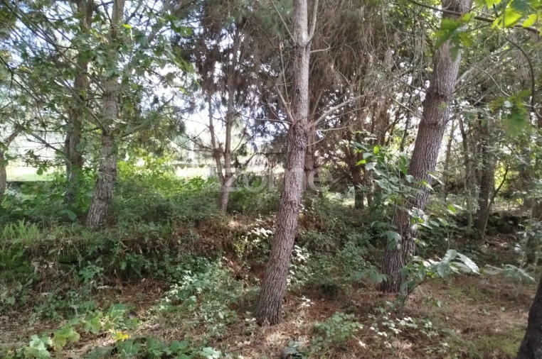 Terreno para Venda em Vilar de Besteiros e Mosteiro de Fráguas Foto 13