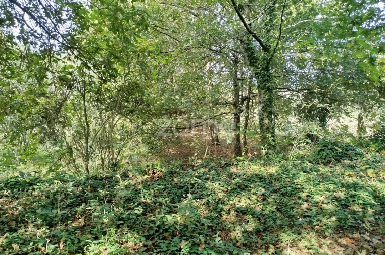 Terreno para Venda em Vilar de Besteiros e Mosteiro de Fráguas Foto 15