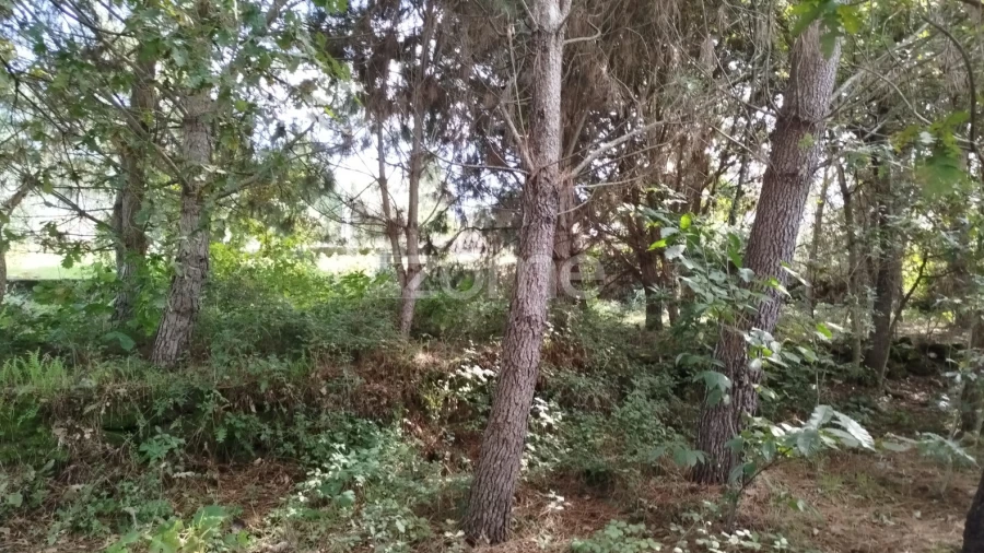 Terreno para Venda em Vilar de Besteiros e Mosteiro de Fráguas