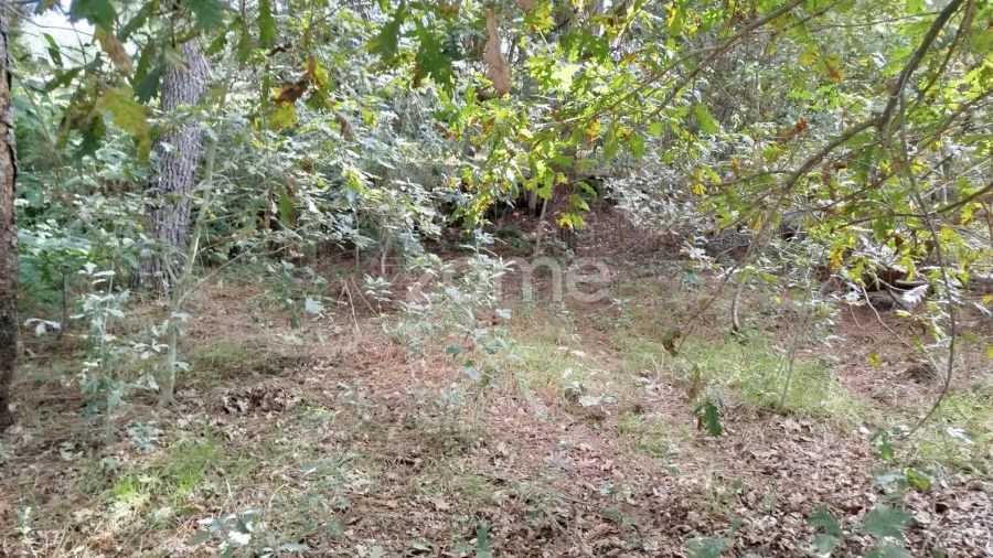 Terreno para Venda em Vilar de Besteiros e Mosteiro de Fráguas