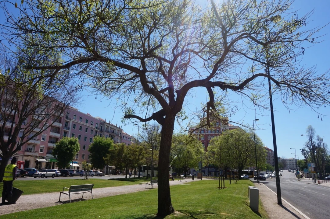 Loja para Arrendamento em Alvalade Foto 14