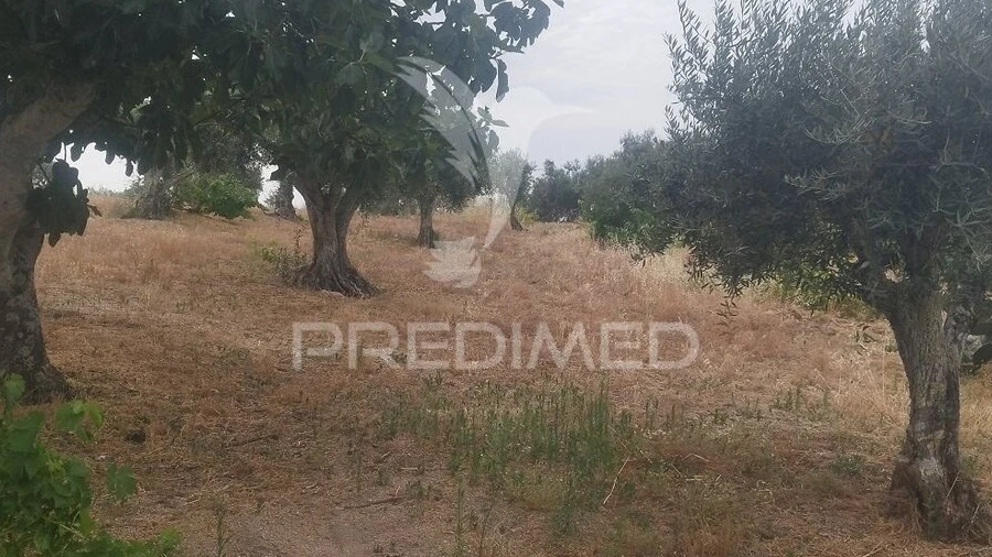 Terreno para Venda em Espírito Santo, Nossa Senhora da Graça e São Simão