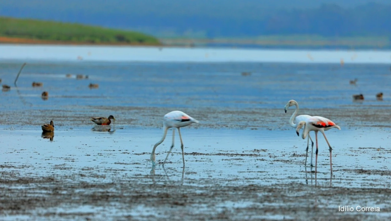 Prédio para Venda em Carvalhal Benfeito Foto 27