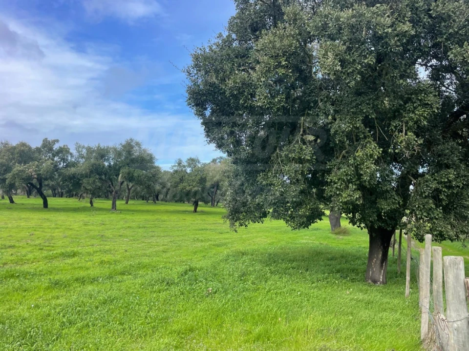 Terreno Agricola ou Rústico para Venda em Ferreira do Alentejo e Canhestros Foto 9