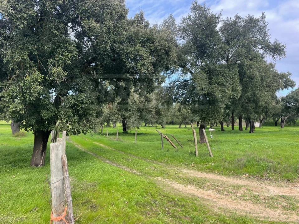 Terreno Agricola ou Rústico para Venda em Ferreira do Alentejo e Canhestros Foto 10