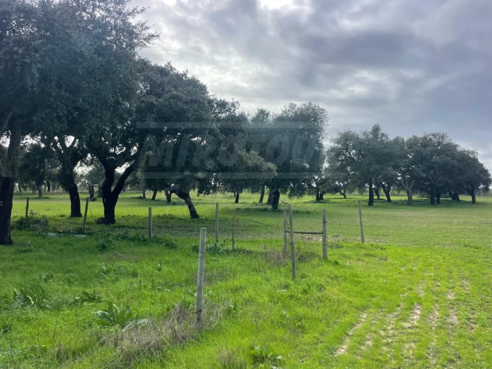 Terreno Agricola ou Rústico para Venda em Ferreira do Alentejo e Canhestros Foto 1