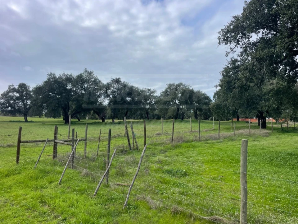 Terreno Agricola ou Rústico para Venda em Ferreira do Alentejo e Canhestros Foto 12