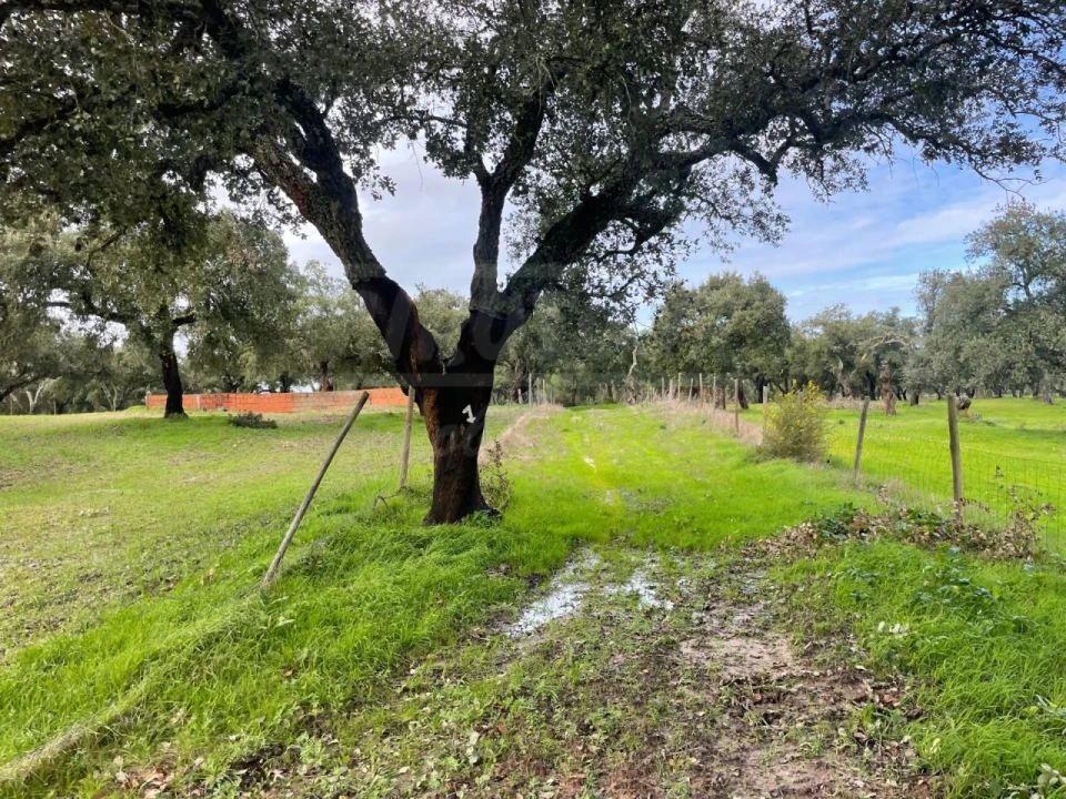 Terreno Agricola ou Rústico para Venda em Ferreira do Alentejo e Canhestros Foto 14
