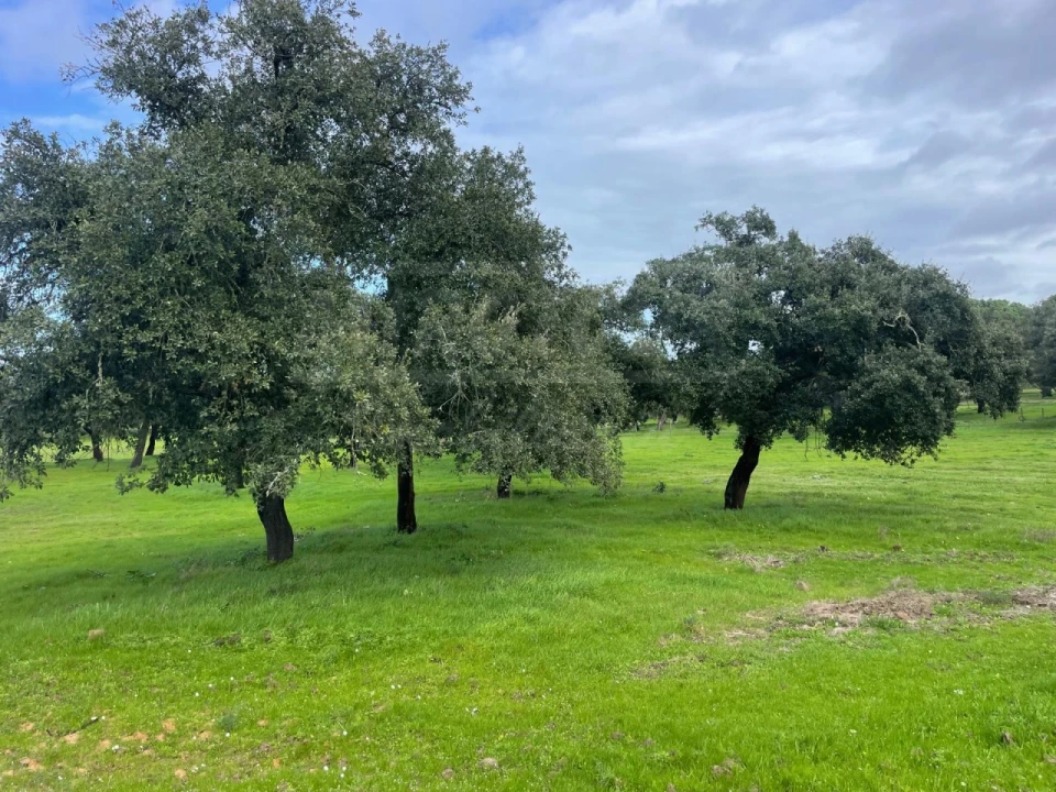 Terreno Agricola ou Rústico para Venda em Ferreira do Alentejo e Canhestros Foto 15