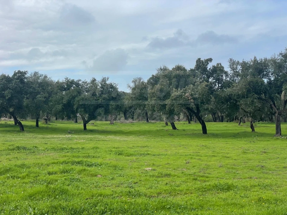 Terreno Agricola ou Rústico para Venda em Ferreira do Alentejo e Canhestros Foto 17