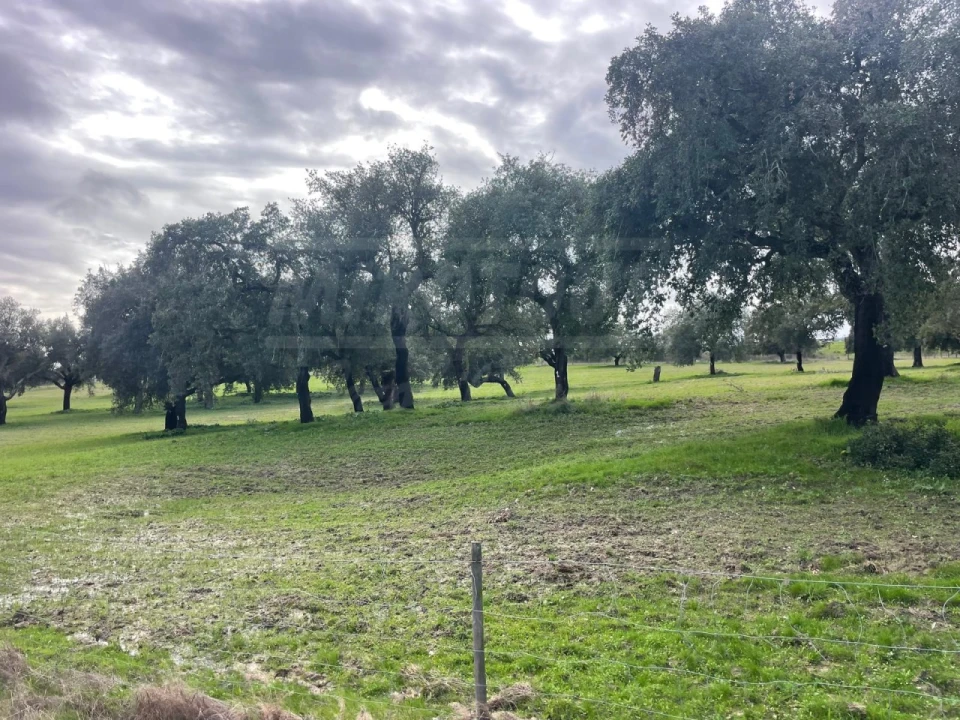 Terreno Agricola ou Rústico para Venda em Ferreira do Alentejo e Canhestros Foto 18