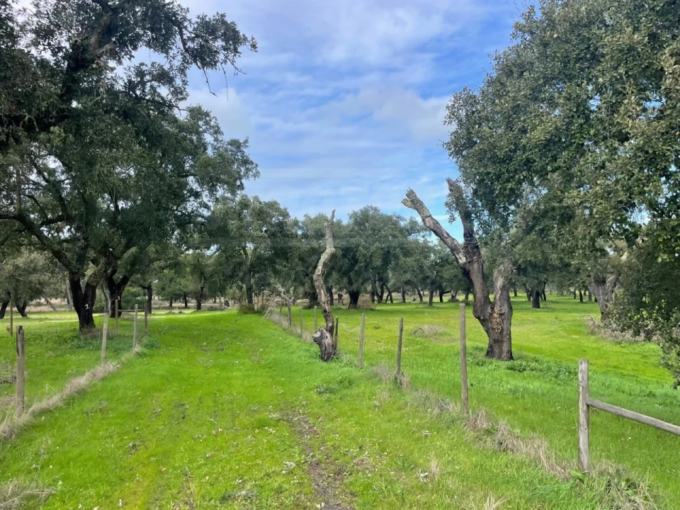 Terreno Agricola ou Rústico para Venda em Ferreira do Alentejo e Canhestros Foto 19