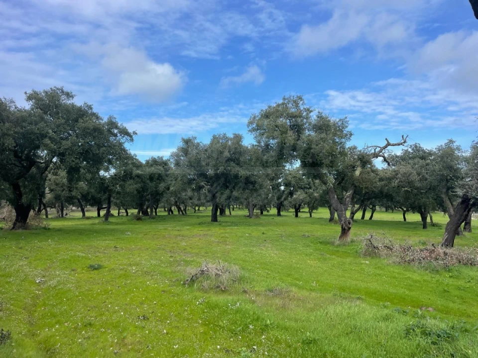 Terreno Agricola ou Rústico para Venda em Ferreira do Alentejo e Canhestros Foto 20