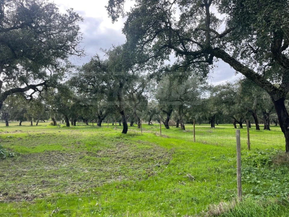 Terreno Agricola ou Rústico para Venda em Ferreira do Alentejo e Canhestros Foto 23